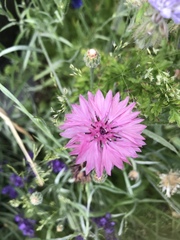 Centaurea cyanus
