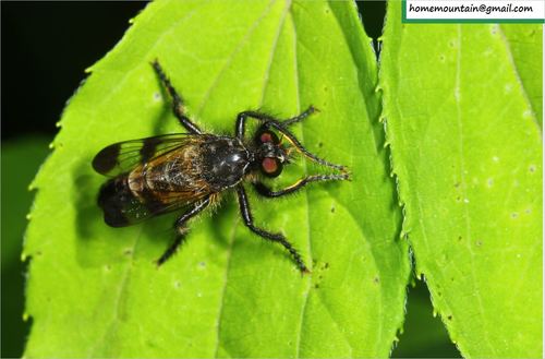 Cyrtopogon centralis