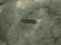 Pomacentrus chrysurus