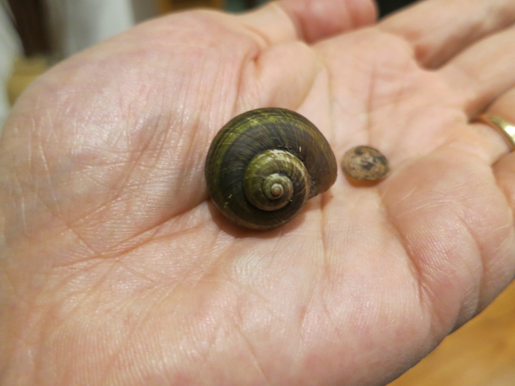 Maizaniidae
