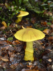Cortinarius canarius