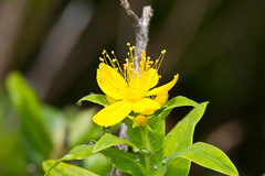 Hypericum foliosum