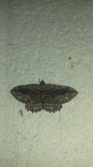 Philereme transversata