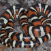 Western Milksnake - Photo (c) wasatch_hunter, some rights reserved (CC BY-NC), uploaded by wasatch_hunter