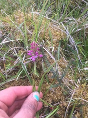 Gymnadenia borealis
