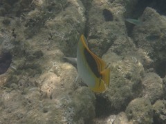 Chaetodon oxycephalus