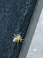 Araneae