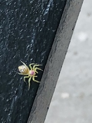 Araneae