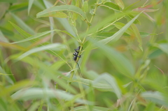 Plectrodera scalator