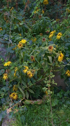 Image of Inula hookeri by no rights reserved