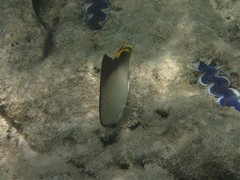 Chaetodon decussatus