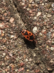 Pyrrhocoris apterus
