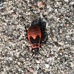 Pyrrhocoris apterus