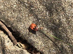 Pyrrhocoris apterus