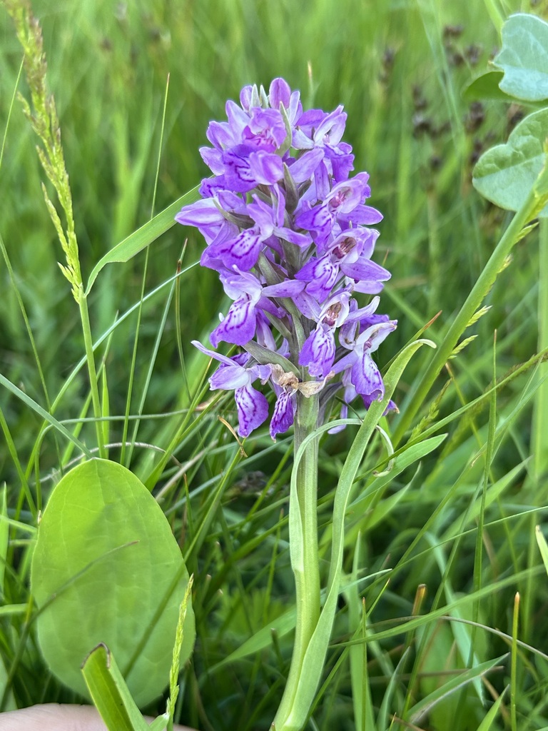 Marsh orchids from 中国新疆维吾尔自治区阿勒泰地区哈巴河县 on June 4, 2024 at 08:12 PM by ...