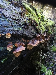 Australoporus tasmanicus