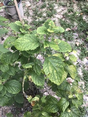Angiospermae