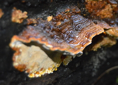 Australoporus tasmanicus