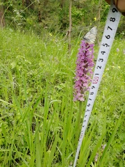 Dactylorhiza sibirica