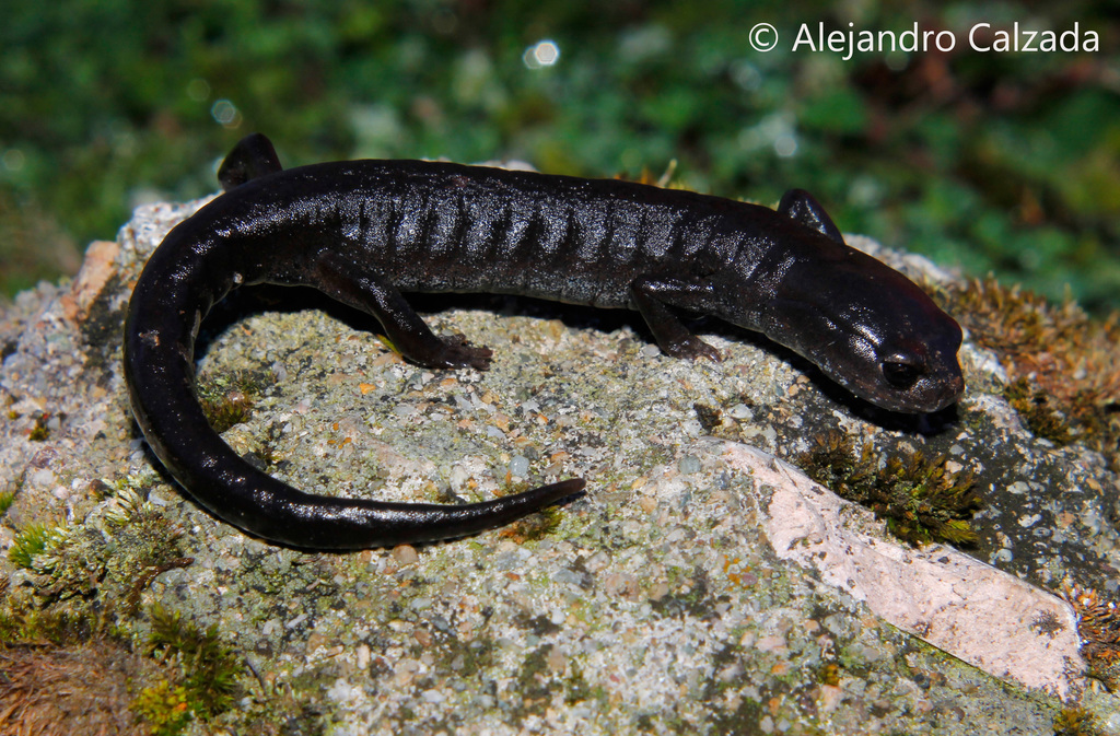 Werler's False Brook Salamander