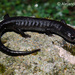 Werler's False Brook Salamander - Photo (c) Alejandro Calzada, some rights reserved (CC BY-NC), uploaded by Alejandro Calzada