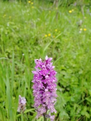 Dactylorhiza sibirica