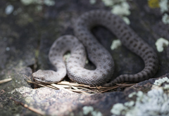 Crotalus pricei