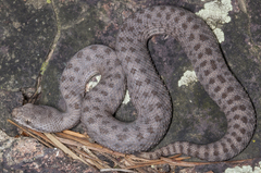 Crotalus pricei