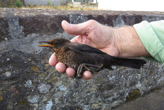 Turdus merula azorensis