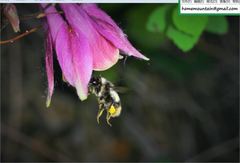Bombus ganjsuensis