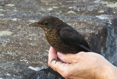 Turdus merula azorensis