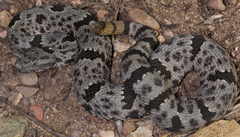 Crotalus lepidus klauberi