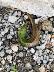 Lamprolepis smaragdina