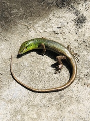 Lamprolepis smaragdina