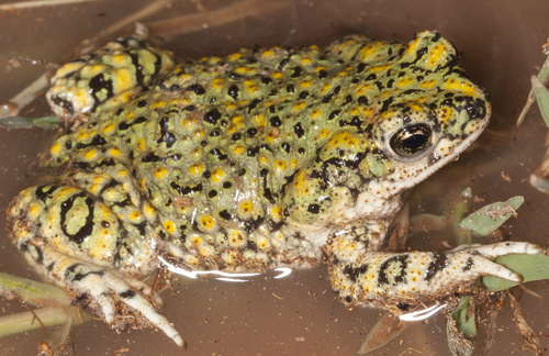 Chihuahuan Green Toad (Amphibians of Cochise County) · iNaturalist