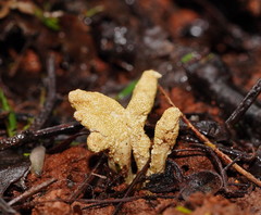 Cordyceps cranstounii