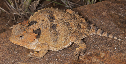Greater Short-horned Lizard