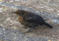 Turdus merula azorensis