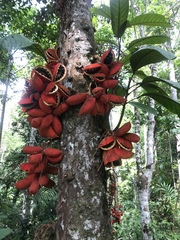 Sterculia megistophylla