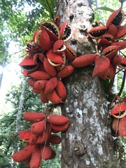 Sterculia megistophylla