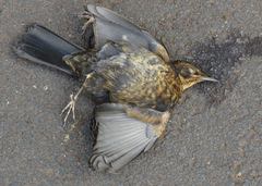 Turdus merula azorensis