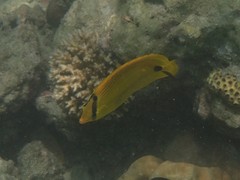Chaetodon andamanensis