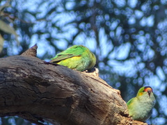 Parvipsitta porphyrocephala