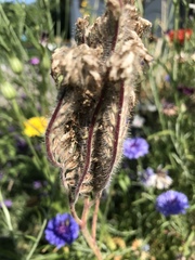 Phacelia tanacetifolia