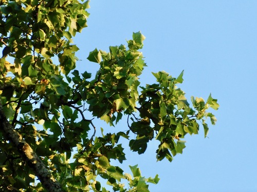 Liriodendron tulipifera