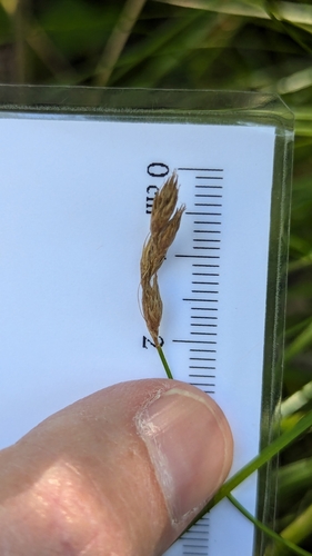 Carex crawfordii iNat (1)
