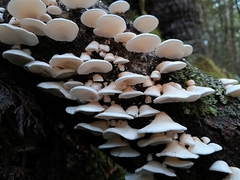 Gloeoporus phlebophorus