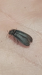 Lamprohiza splendidula