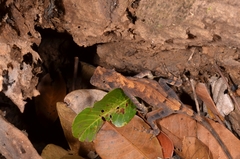 Acanthosaura coronata