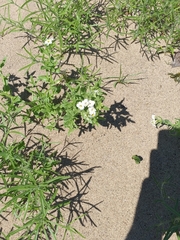Tournefortia sibirica
